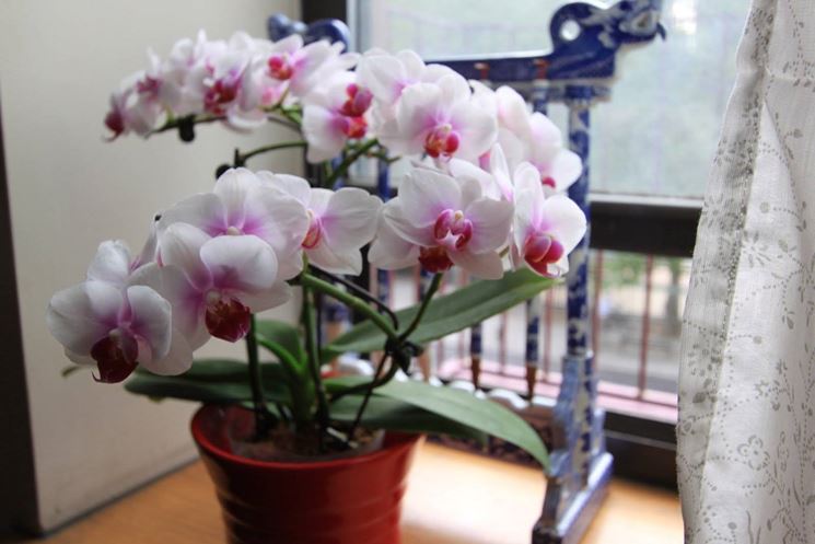 Dove Posizionare Le Orchidee In Casa Cura Orchidee