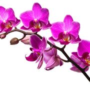 orchidee in casa