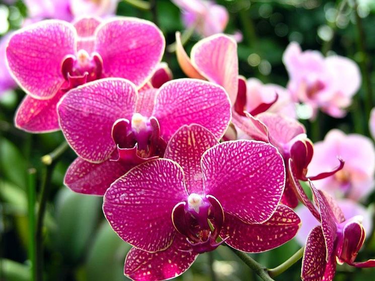 Fioritura orchidea. 