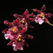 orchidea cambria1