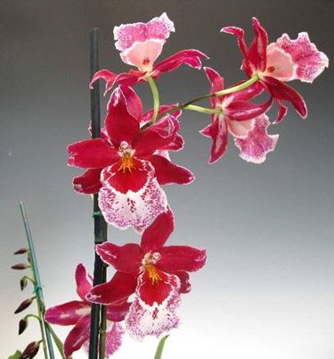 orchidea cambria3