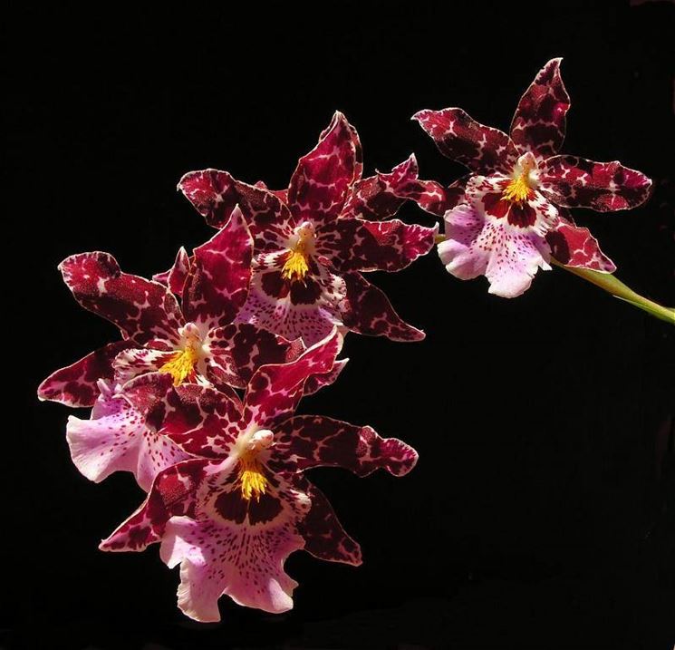 orchidea cambria1