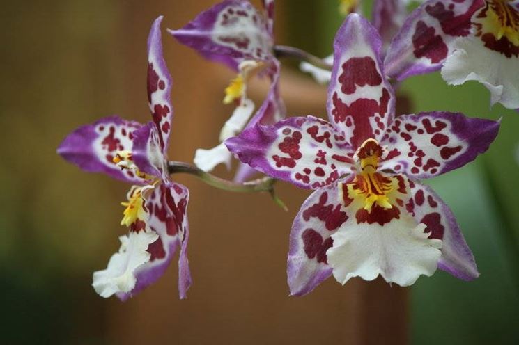 orchidea cambria2