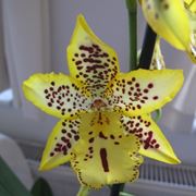 orchidea cambria