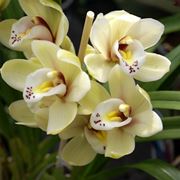 cattleya orchidea