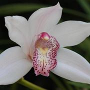 orchidea1