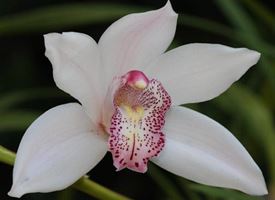 Le migliori orchidee Cymbidium