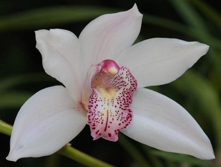 orchidea1