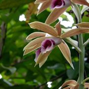 orchidee selvatiche 