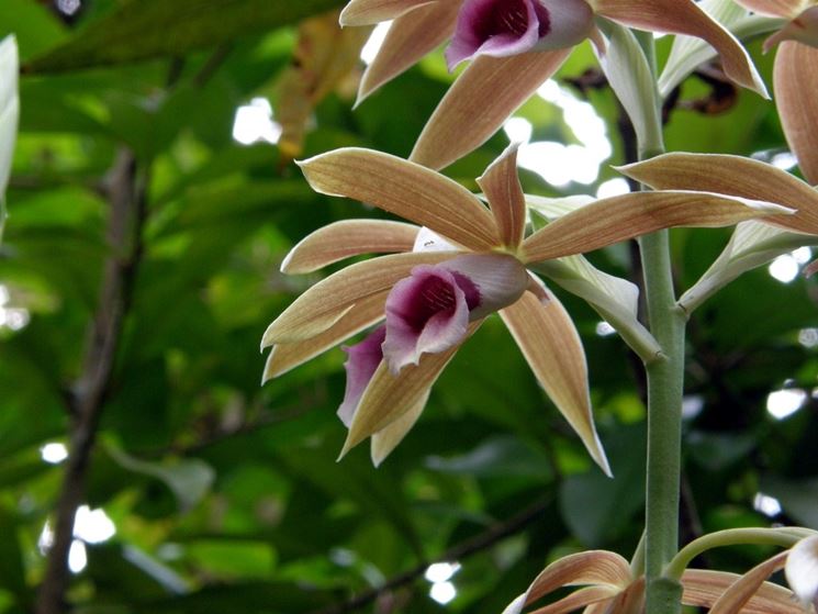 orchidee selvatiche 