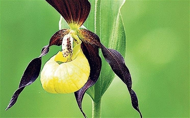 orchidea speciale 