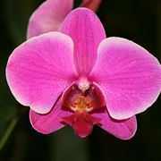 orchidea rosa 