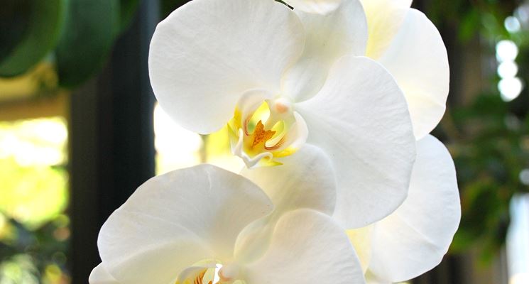 orchidea bianca 