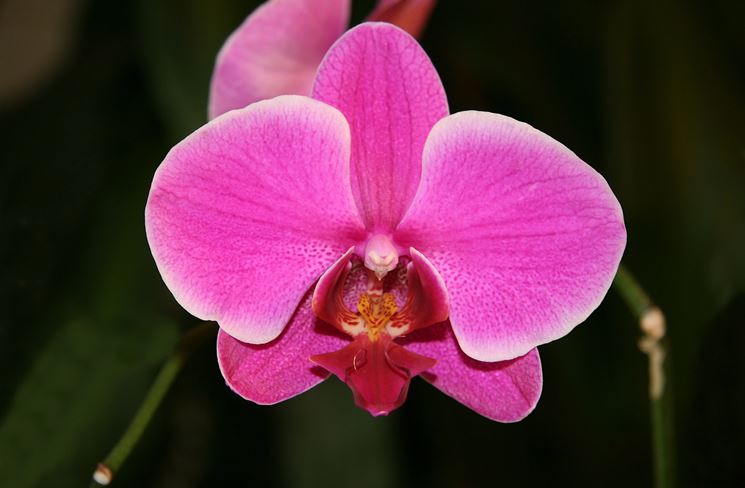 orchidea rosa 