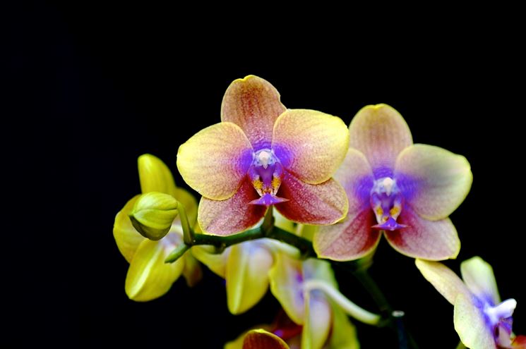 orchidee colorate 