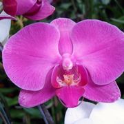 orchidea cura e manutenzione