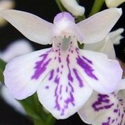 orchidea bianca cura