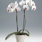 Orchidea bianca 