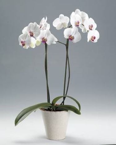 Orchidea bianca 