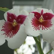 Orchidee rare 