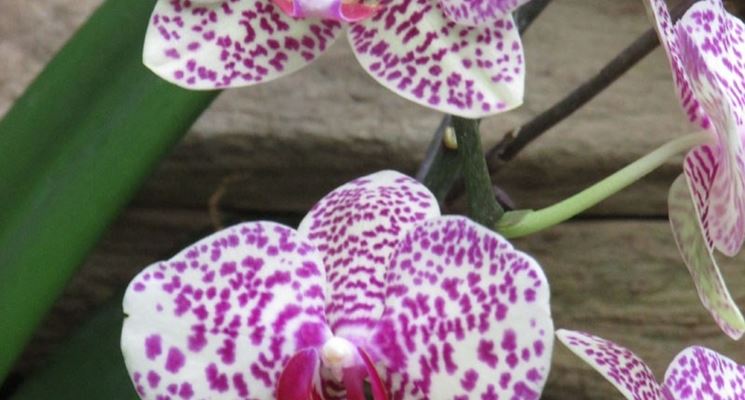 orchidea rara 