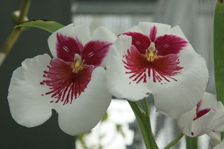 Orchidee rare 