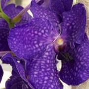 orchidea vanda