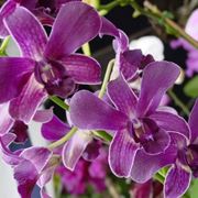 orchidea Dendrobium