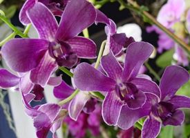 Scegliere le orchidee Dendrobium