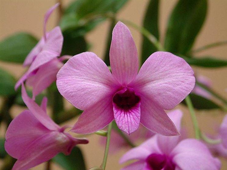 Orchidea dendrobium rosa