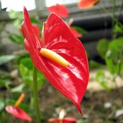 anthurium