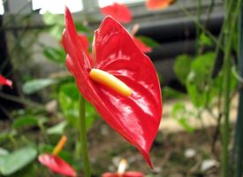 Coltivazione dell'anthurium