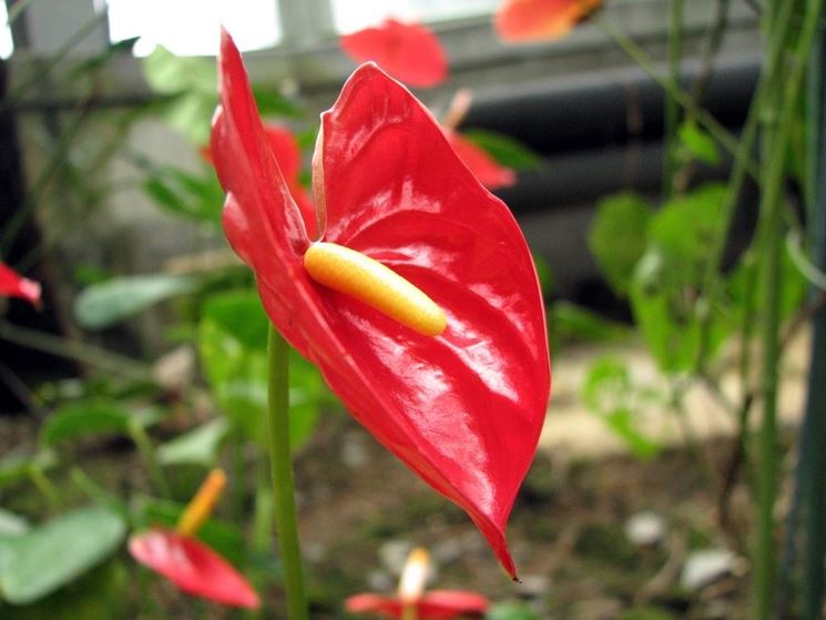 anthurium