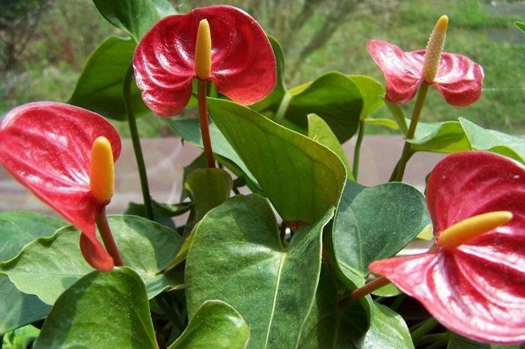 anthurium2