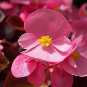 begonia1