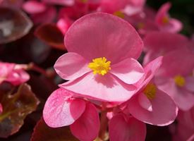 La begonia e le sue variet