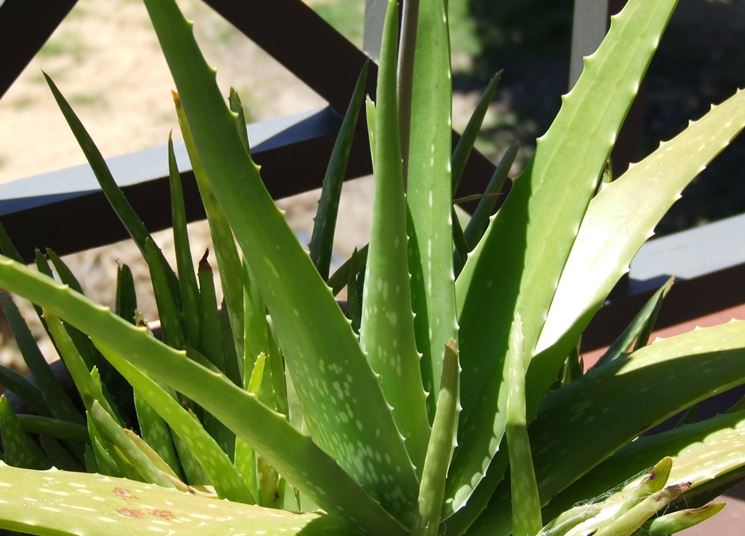 Pianta di aloe