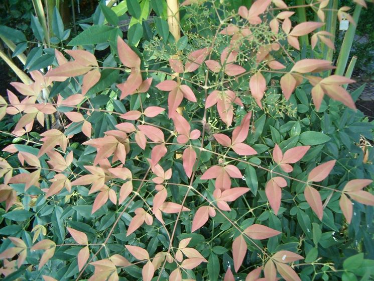 La nandina domestica