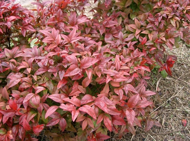 Una nandina colorata