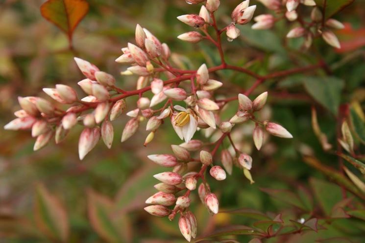 La nandina non necessita di particolari interventi