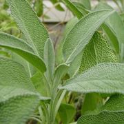 Cesto di salvia officinalis