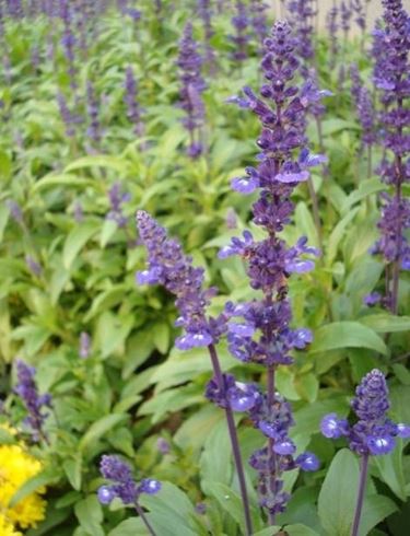 Foglie di salvia officinalis viste da vicino.