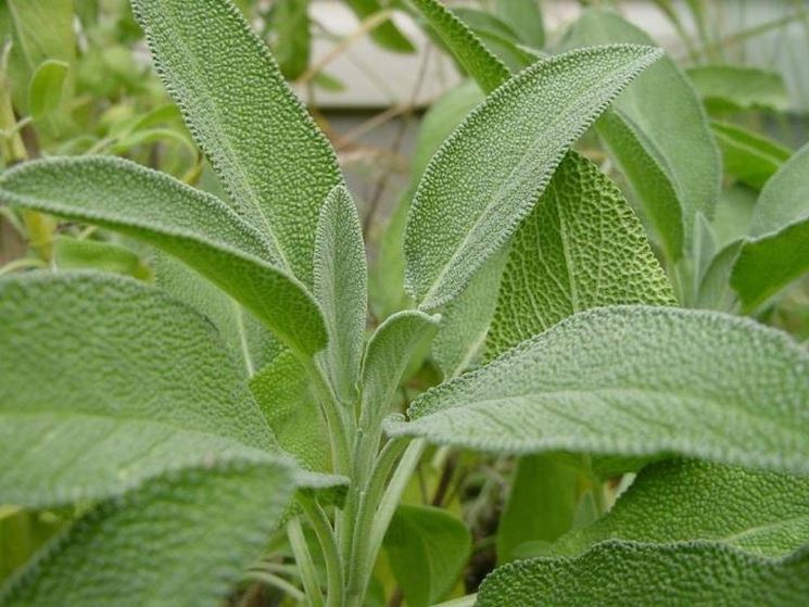 Cesto di salvia officinalis