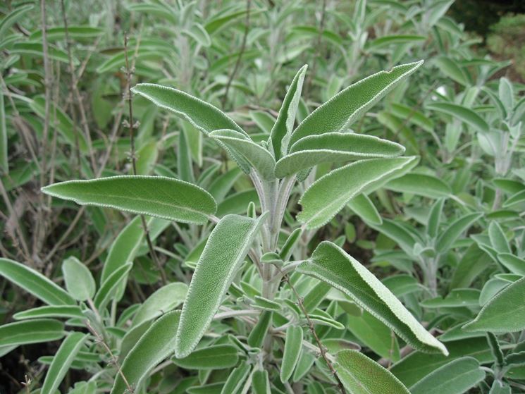 Pianta di salvia officinalis in fiore.