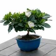 Bonsai di gardenia