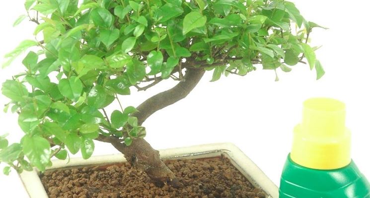 Concimazione del bonsai di gardenia