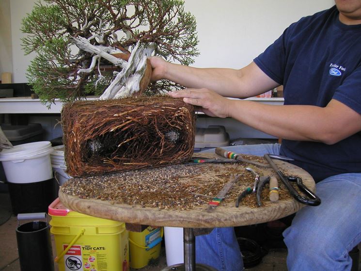 Vaso pi grande per il bonsai