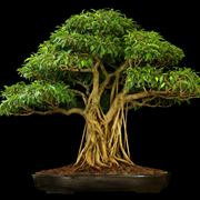 come creare un bonsai