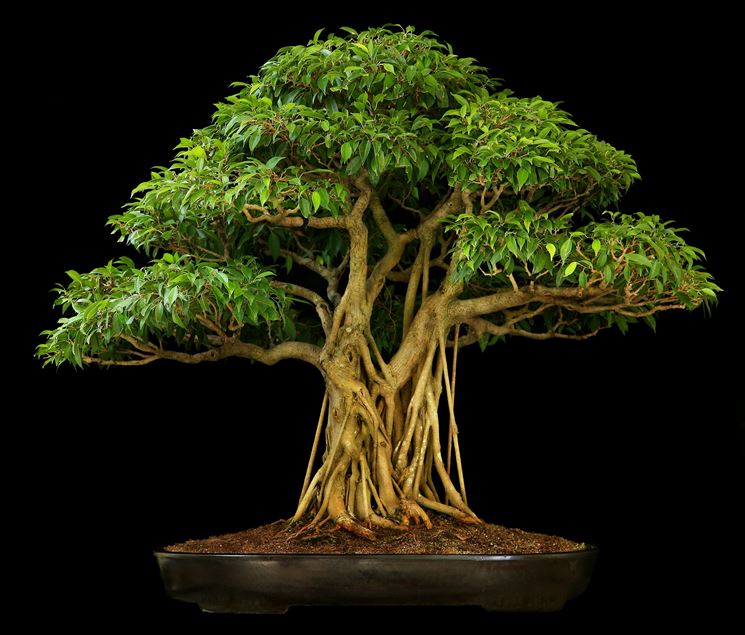 Bonsai ficus benjamin