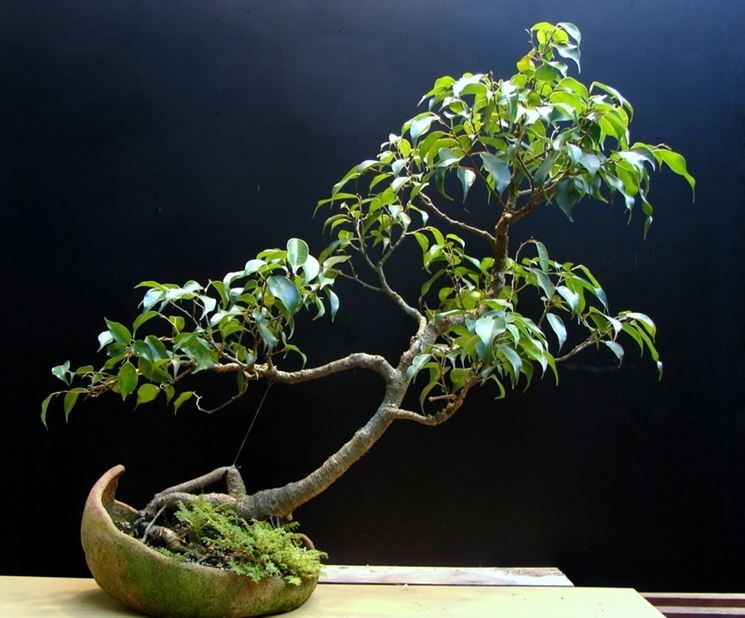 ficus benjamin bonsai